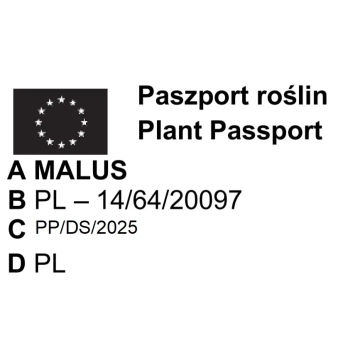 JABŁOŃ LIGOL deserowa odmiana - sadzonki 100 / 140 cm
