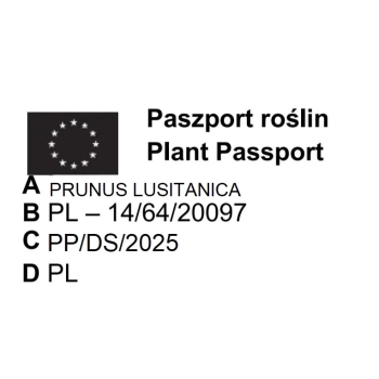 LAUROWIŚNIA IBERYJSKA NA PNIU ANGUSTIFOLIA - sadzonki 130 / 160 cm