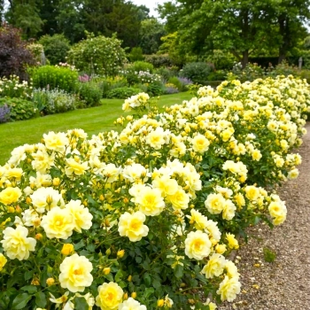 RÓŻA OKRYWOWA ŻÓŁTA w donicy - sadzonki 10 / 20 cm