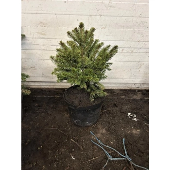 ŚWIERK SREBRNY KAIBAB Pakiet 10 sztuk - sadzonki 40 / 60 cm