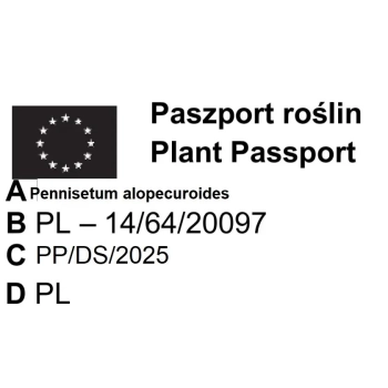 TRAWA ROZPLENICA Black Beauty Pakiet 5 sztuk - sadzonki 40 / 60 cm