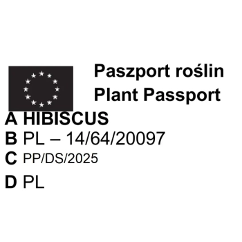 Hibiskus Tower Purple - sadzonki 30 / 50 CM