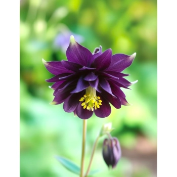 ORLIK BLACK BARLOW - sadzonka 10 / 20 cm