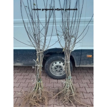 JABŁOŃ LIGOL deserowa odmiana - sadzonki 100 / 140 cm