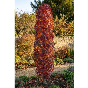 AMBROWIEC SZCZEPIONY KOLUMNOWY SLENDER SILHOUETTE - sadzonki 100 / 130 cm