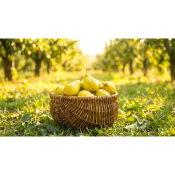 GRUSZA BONKRETA WILLIAMSA słodka - sadzonki 50 / 80 cm