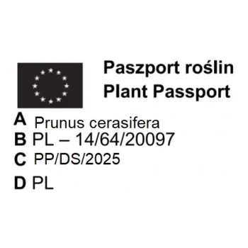 ŚLIWA PISARDII szczepiona na pniu -28c - sadzonki 220 / 240 cm