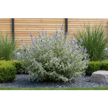 BARBULA KLANDOŃSKA White Surprise Lawendowa Niespodzianka - sadzonki 10 / 20 cm