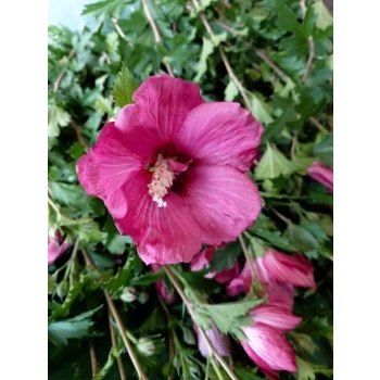 Hibiskus Tower Ruby - sadzonki 30 / 50 CM