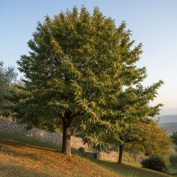 KASZTAN JADALNY SZCZEPIONY MARRONE DI MARRADI - sadzonka 100 / 140 cm
