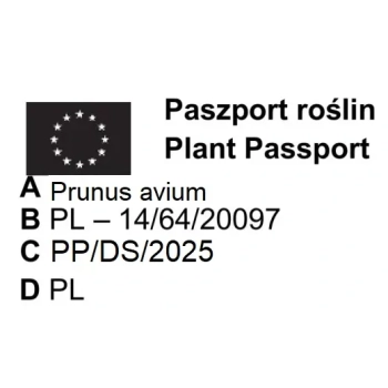 CZEREŚNIA BAWOLE SERCE słodkie owoce - sadzonki 50 / 90 cm