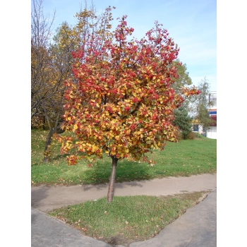 JARZĄB SZWEDZKI szczepiony kolumnowy oryginał - sadzonki 70 / 100 CM