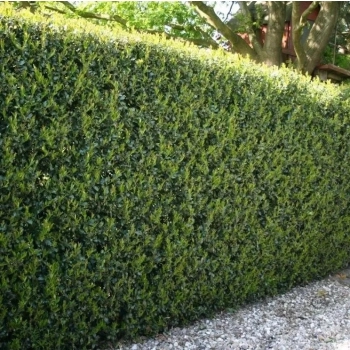 OSTROKRZEW karbowanolistny kolumnowy PAKIET 5 sztuk - sadzonki 20 / 30 cm