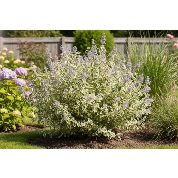 BARBULA KLANDOŃSKA White Surprise Lawendowa Niespodzianka - sadzonki 10 / 20 cm