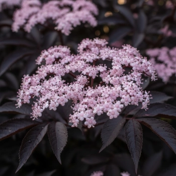 BEZ CZARNY Black Beauty Ciemna Elegancja Ogrodu - sadzonki 10 / 20 cm