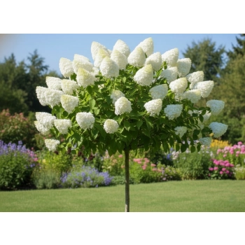 HORTENSJA NA PNIU DIAMANTINO - sadzonki 90 / 100 cm