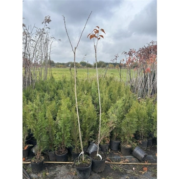 WIŚNIA KANZAN szczepiona NA PNIU - sadzonki 130 / 150 CM