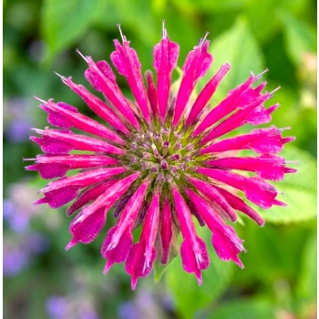 PYSZNOGŁÓWKA BALMY ROSE różowa - sadzonki 10 / 20 cm