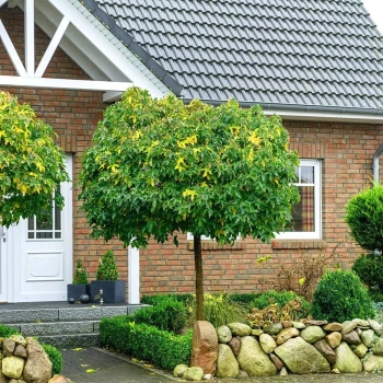 AMBROWIEC NA PNIU - sadzonki 90 / 110 cm