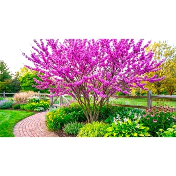 JUDASZOWIEC KANADYJSKI SZCZEPIONY THE RISING SUN - sadzonki 20 / 40 cm