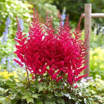 TAWUŁKA VISION VULCANO - sadzonki 10 / 20 cm