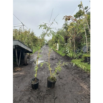 WIERZBA BIAŁA płacząca - sadzonki 80 / 120 CM