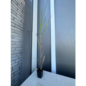 TRAWA MISKANT olbrzymi GIGANTEUS Pakiet 5 sztuk - sadzonki 30 / 50 cm