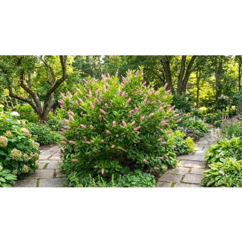 ORSZELINA OLCHOLISTNA PINK SPIRE - sadzonki 10 / 20 cm