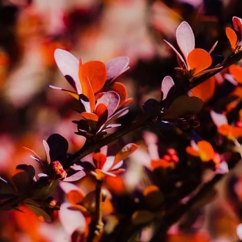 BERBERYS czerwony Kolumnowy Pakiet 5 sztuk - sadzonki 60 / 80 cm