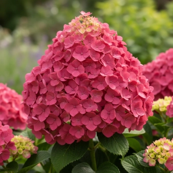 HORTENSJA BUKIETOWA BONFIRE - sadzonki 10 / 20 cm