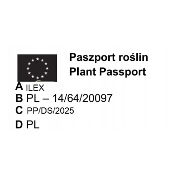 OSTROKRZEW karbowanolistny kolumnowy PAKIET 5 sztuk - sadzonki 20 / 30 cm