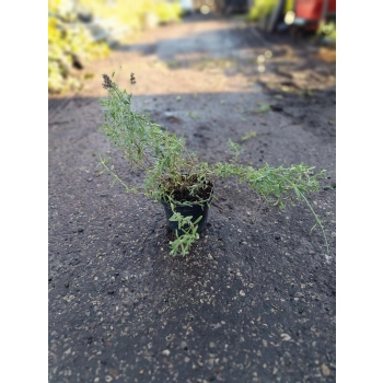 LAWENDA polska odmiana wieloletnia P9 PAKIET 5 SZT - sadzonki 10 / 20 cm