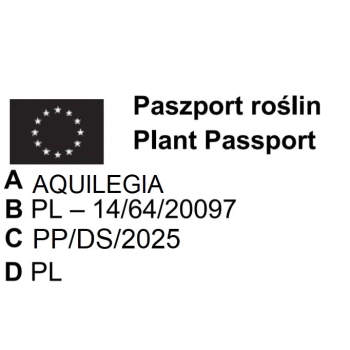 ORLIK BLACK BARLOW - sadzonka 10 / 20 cm