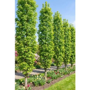 AMBROWIEC SZCZEPIONY KOLUMNOWY SLENDER SILHOUETTE - sadzonki 100 / 130 cm