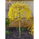 OCZAR WIRGINIJSKI ŻÓŁTY NA PNIU - sadzonki 40 / 50 cm