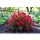 KRZEWUSZKA WEIGELA CHERRY LOVE - sadzonki 10 / 20 cm
