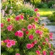PIĘCIORNIK BELLISSIMA różowy - sadzonki 10 / 20 cm