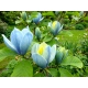 MAGNOLIA SZCZEPIONA BLUE OPAL - sadzonki 40 / 60 cm