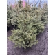 ŚWIERK SREBRNY CHOINKA DUŻA ROŚLINA DONICZKOWANE - sadzonki 150 / 180 cm
