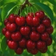CZEREŚNIA KARESOVA obfite owocowanie - sadzonki 50 / 90 cm