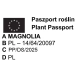 MAGNOLIA SZCZEPIONA CLEOPATRA - sadzonki 40 / 60 cm