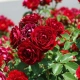 RÓŻA OKRYWOWA BORDOWO - CZERWONA w donicy - sadzonki 10 / 20 cm