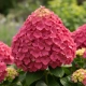 HORTENSJA BUKIETOWA BONFIRE - sadzonki 10 / 20 cm