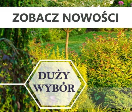 nowości