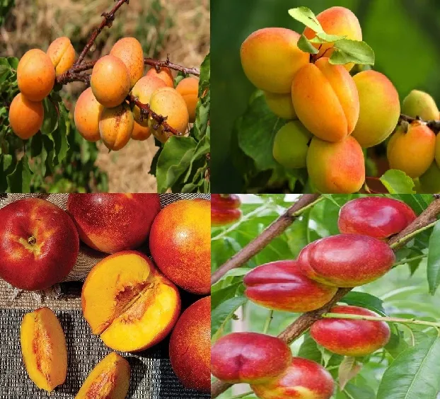 MORELA NEKTARYNKA Pakiet 6 sztuk - sadzonki 100 / 120 cm